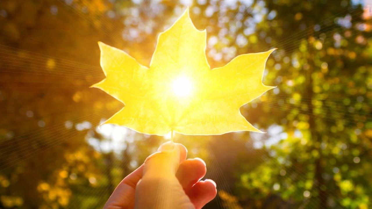 Person holding golden leaf with sunlight shining through
